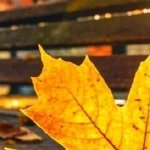 淚成河，喚母歸(全集)